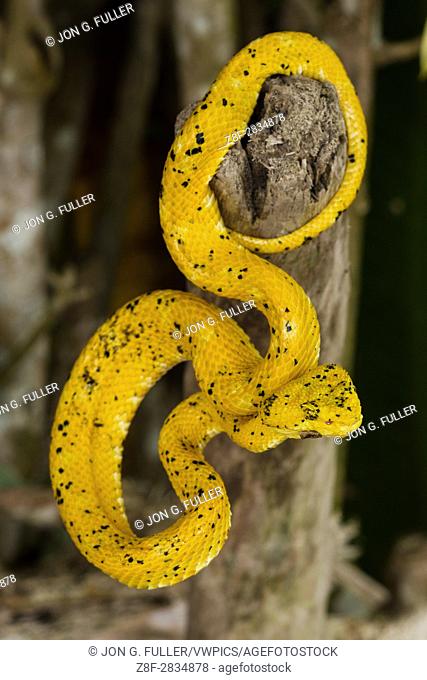 Eyelash Viper, Horned Palm Viper, Bothriechis schlegelii, Schlegelâ. . s Palm Viper, is a relatively small arboreal pit viper