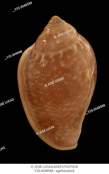 Seashell of Marginella glabella, Malacology collection, Spain, Europe
