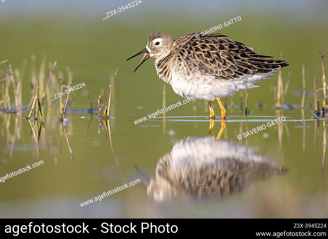 Ruff (Philomachus pugnax), side view of an adult male standing in the water, Campania, Italy