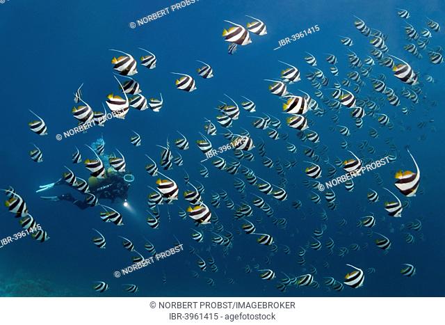 Scuba diver in a school of Schooling Bannerfish (Heniochus diphreutes) over a coral reef, Indian Ocean, Embudu, South Malé Atoll, Maldives