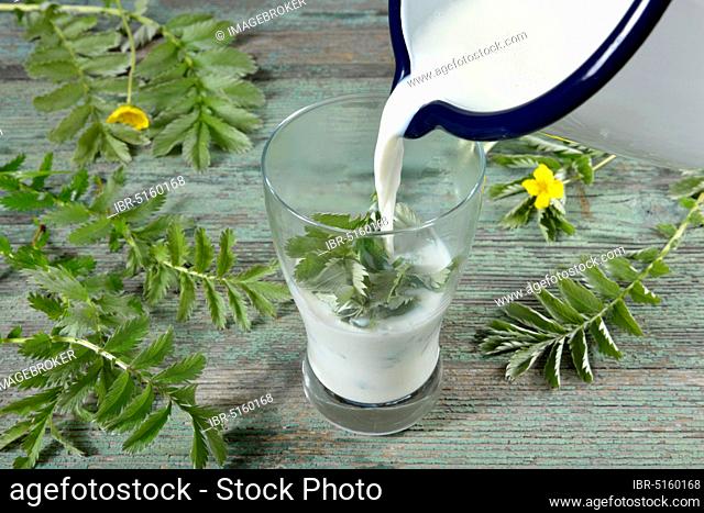 Production Goose milk (Potentilla anserina) (Anserinae herba) (Argentina vulgaris) (Fragaria anserina), goose cinquefoil
