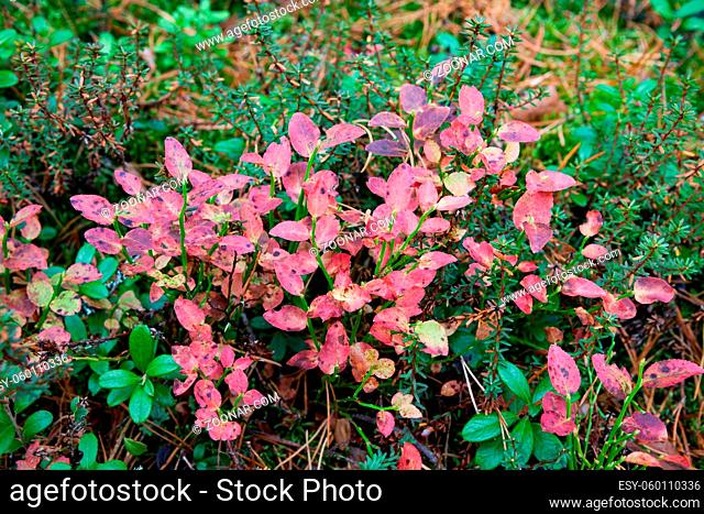 Lingonberry in forest at autumn red leaves