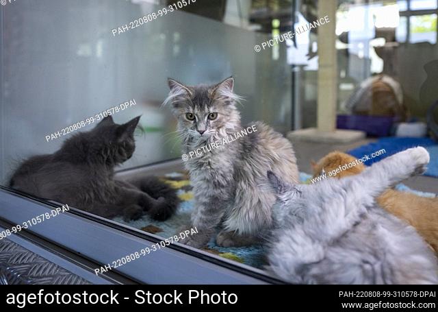 05 August 2022, Berlin: Four young cats sit in the mother and child cat house at the Berlin animal shelter. This summer, more cats are being cared for in the...