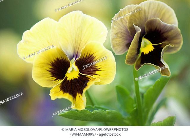 Pansy, Viola x wittrockiana. Two flowers in muted colours of yellow and brown with black and yellow at centre
