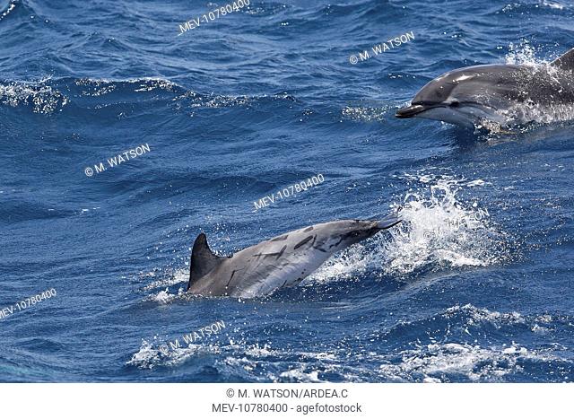 Striped Dolphins - swimming in the straits of Gibraltar (Stenella coeruleoalba)