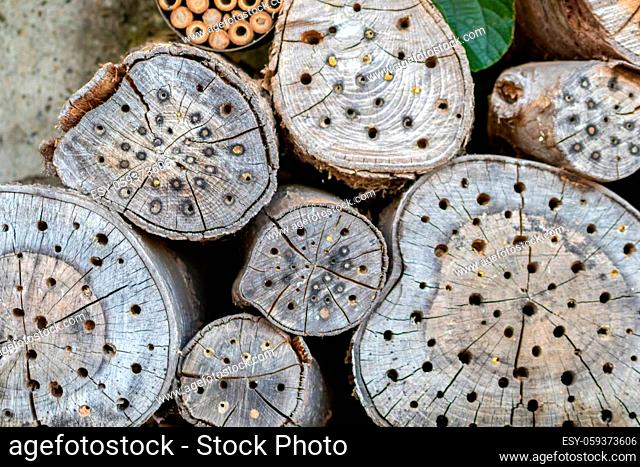 Organic bee hotel as nesting place with holes in wood for nature protection of species and hole nestings bees of beekeepers as natural habitat for wild bees and...