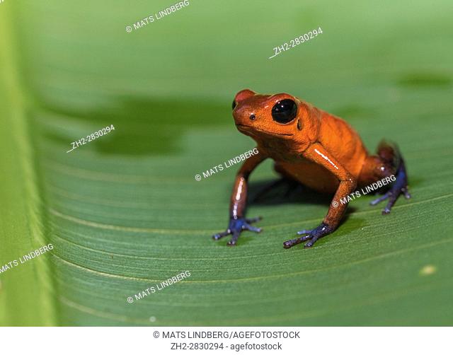 Blue-jeans Frog or Strawberry Poison-dart Frog, Dendrobates pumilio, sitting on a green banan leaf in rainforest at Laguna del Lagarto, Boca Tapada, san Carlos