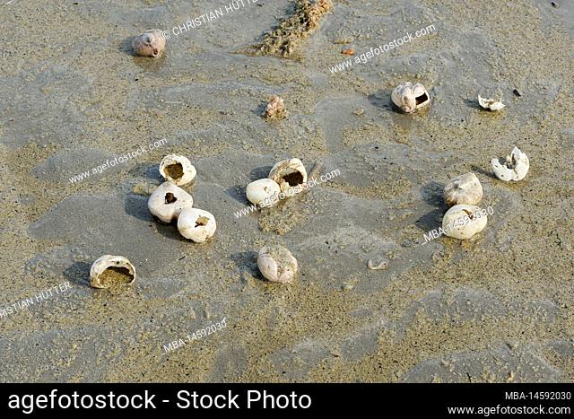 Heart hedgehog (Echinocardium spec.), skeletons on the beach, North Sea, West Flanders, Flanders, Belgium