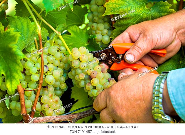 Weinlese im Herbst im im Weinberg eines Winzers. Reife Weintrauben im Weingarten warten auf die Lese