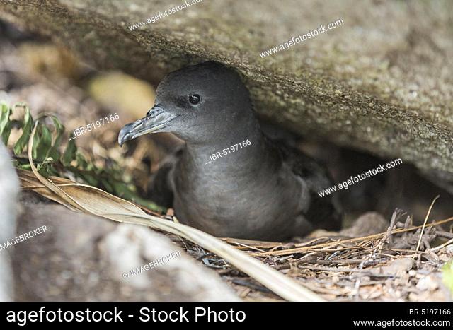 Wedge-tailed Shearwater (Puffinus pacificus), Insell Cousin, Seychelles, Africa