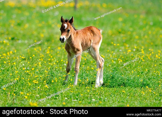 Welsh Pony foal on paddock