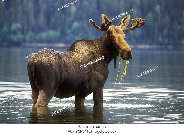 Moose in lake , Central British Columbia, Canada