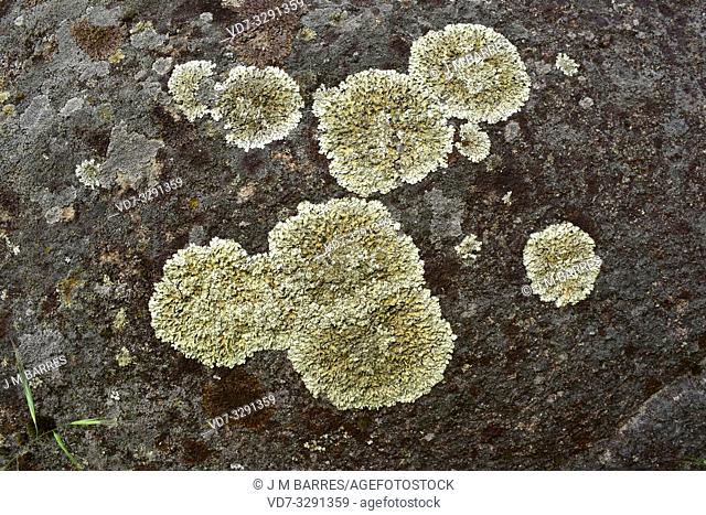 Xanthoparmelia somloensis or Parmelia somloensis is a foliose lichen that grows on siliceous rocks. This photo was taken in Arribes del Duero Natural Park