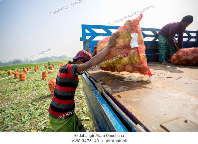 Bangladesh â. “ January 24, 2020: Labors are uploading turnip in picked up the truck for export in local market at Savar, Dhaka, Bangladesh