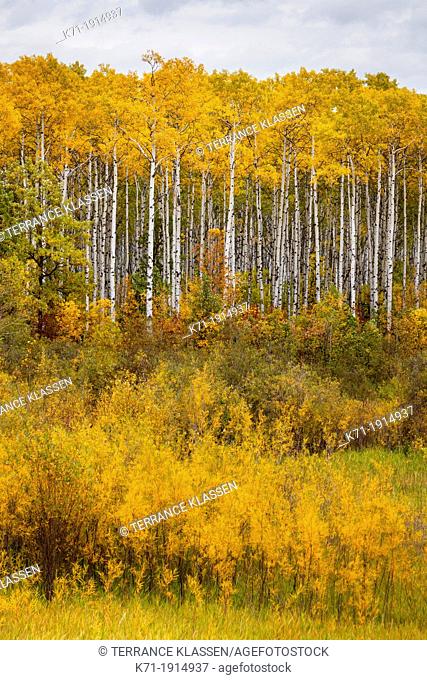 Fall foliage color and a birch forest in rural northern Manitoba, Canada