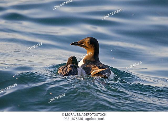 Norway , Spitzbergern , Svalbard , Thick-billed Murre or Brünnich's Guillemot Uria lomvia , adult female and young