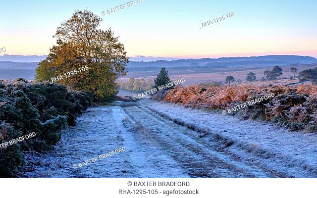 Heavy frost with the first rays of sun on the heathland of Woodbury Common, near Exmouth, Devon, England, United Kingdom, Europe
