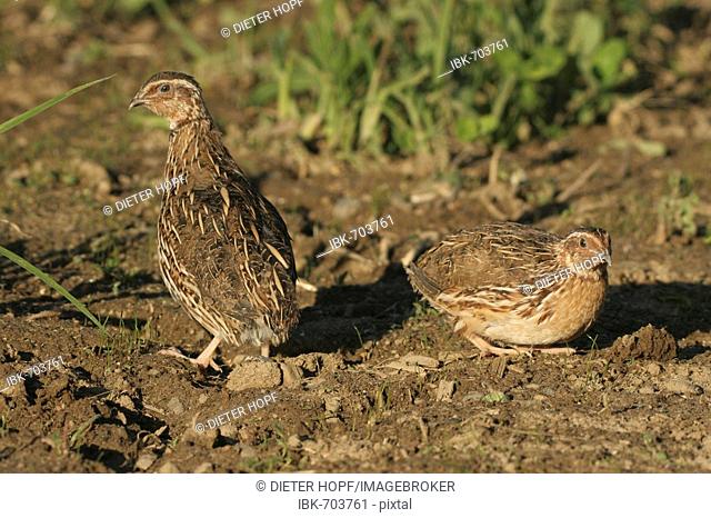 Common Quails (Coturnix coturnix) on a harvested field