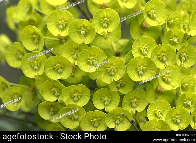 Mediterranean spurge (Euphorbia characias ssp. wulfenii), Botanical Garden, Erlangen, Middle Franconia, Bavaria, Germany, Europe