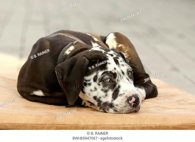 mixed breed dog (Canis lupus f. familiaris), ten weaks old Great Dane Perro de Presa Canario mixed breed whelp lying on a dog pillow, Germany