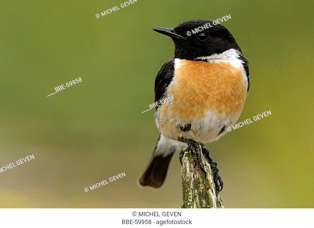 Male Stonechat perched on small dead trunk