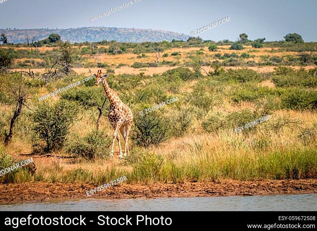 A Giraffe walking to a dam in the Pilanesberg National Park, South Africa