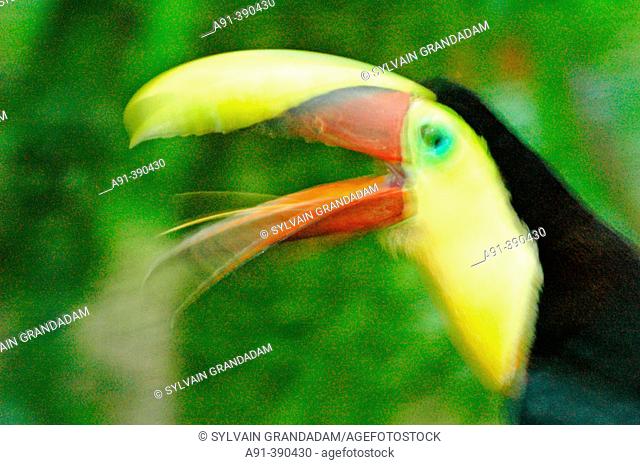 Toucan at La Marina zoo park where wounded or ill animals are taken care of. Costa Rica