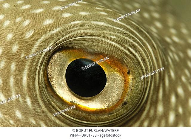 Eye of Ringed Puffer, Arothron hispidus, Marsa Alam, Red Sea, Egypt