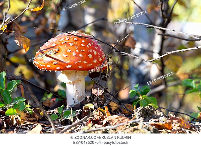 Poisonous mushroom fly agaric in autumn forest