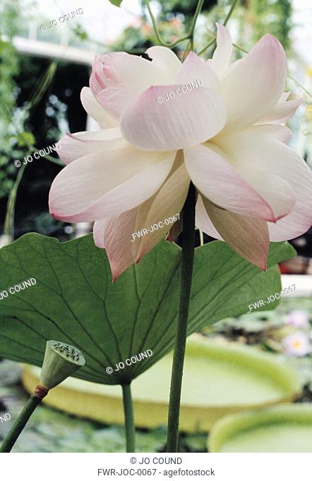 Nelumbo nucifera, Lotus - Sacred lotus