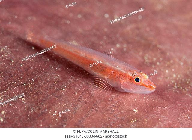 Whipcoral Dwarf Goby Bryaninops youngei adult, Batanta Island, Raja Ampat Islands Four Kings, West Papua, New Guinea, Indonesia