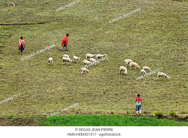 Ecuador, Chimborazo Province, Andes, Zumbahua, around Chimborazo volcano near Quilotoa laguna, the landscape is made of cultivated fields
