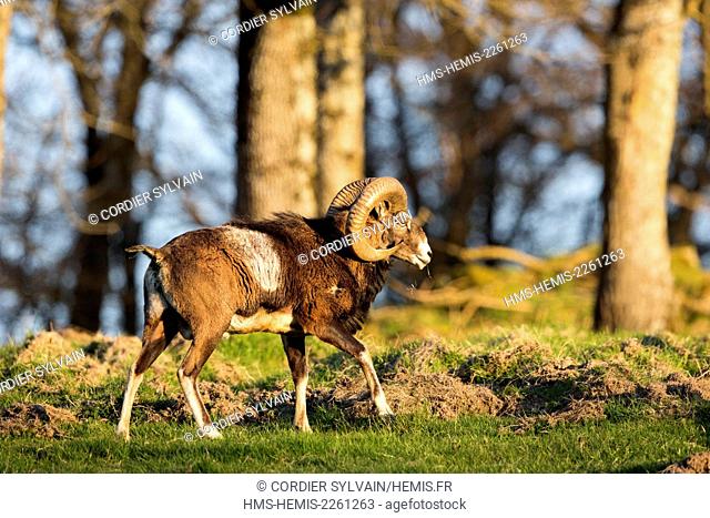 France, Haute Saone, Private park, Mouflon Rams (Ovis ammon musimon), male, adult