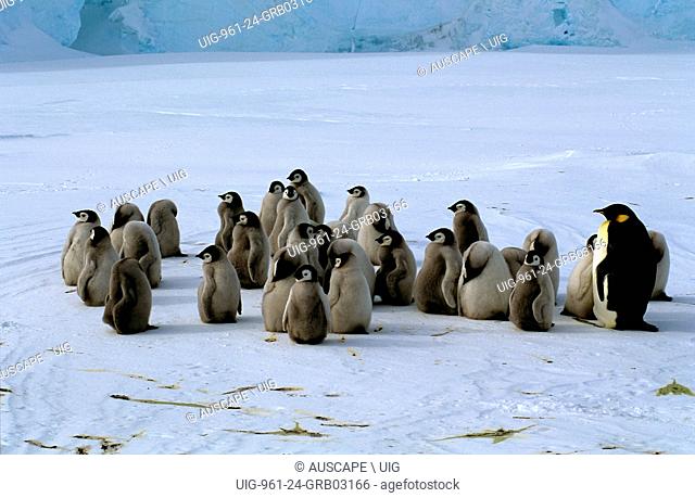 Emperor penguins, Aptenodytes forsteri, chicks, Cape Roget, Ross Sea, Antarctica. (Photo by: Auscape/UIG)