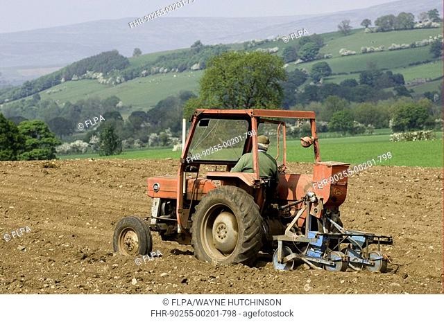 Farmer using Massey Ferguson 135, planting turnips, fooder crop for sheep, Eden Valley, Cumbria, England