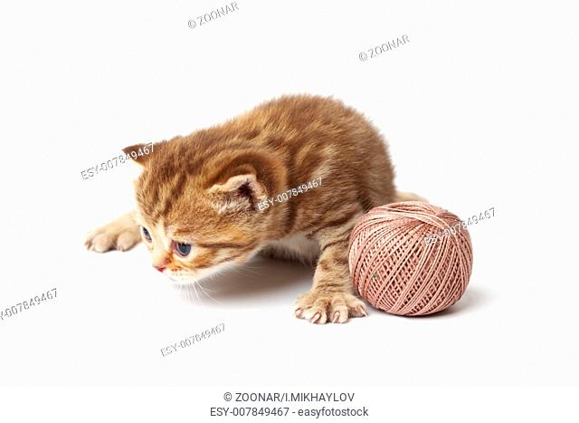 cat and gray wool ball isolated on white