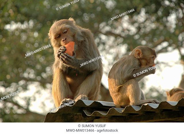 Monkeys eat fruit that local people provide them Monkeys are seen almost everywhere in Madaripur town Madaripur, Bangladesh February 27, 2008
