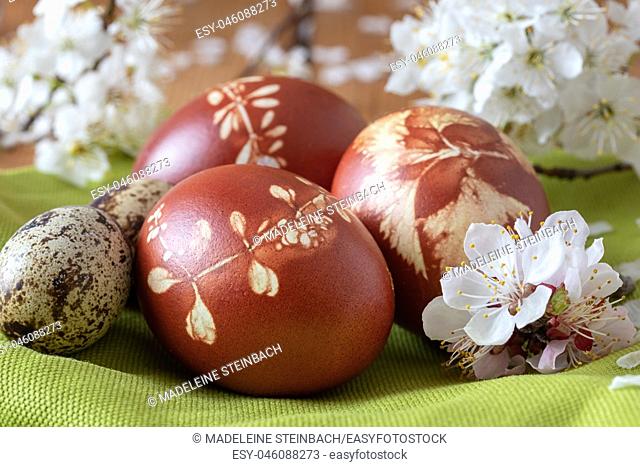 Quail and Easter eggs dyed with onion peels with a pattern of fresh herbs, with cherry blossoms