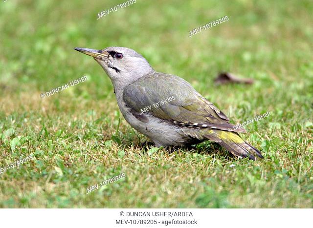 Grey-Headed Woodpecker - Feeding on ants on lawn (Picus canus)