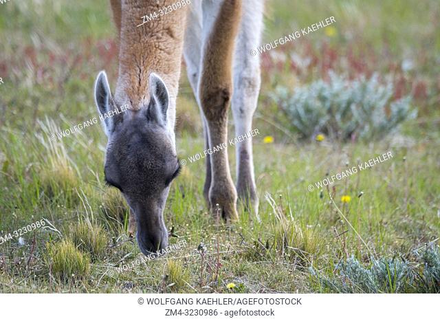 Close-up of a Guanaco (Lama guanicoe) on ranch land near Torres del Paine National Park in southern Chile