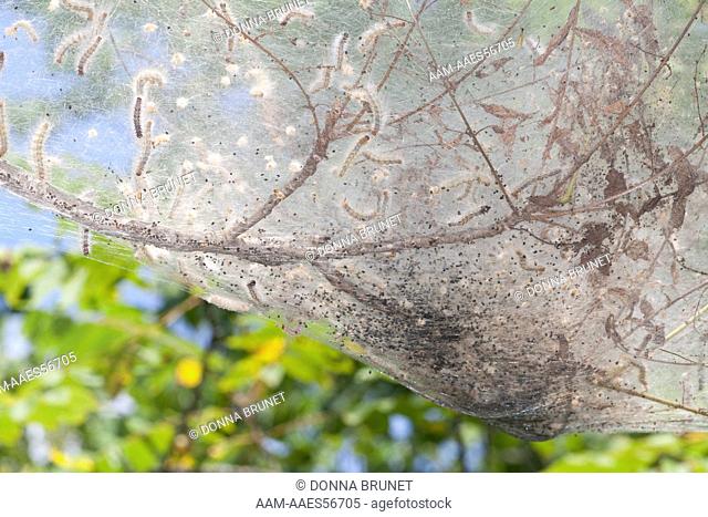 Fall Webworm (Hyphantria cunea) nest. Cole County, Missouri