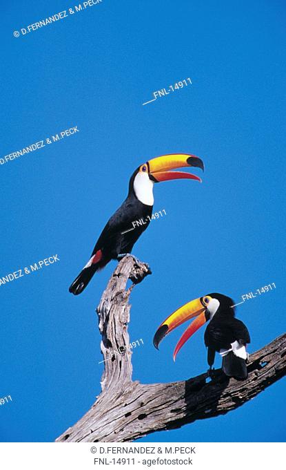 Low angle view of two Toco Toucan  Ramphastos toco birds perching on tree, Pantanal, Mato Grosso, Brazil