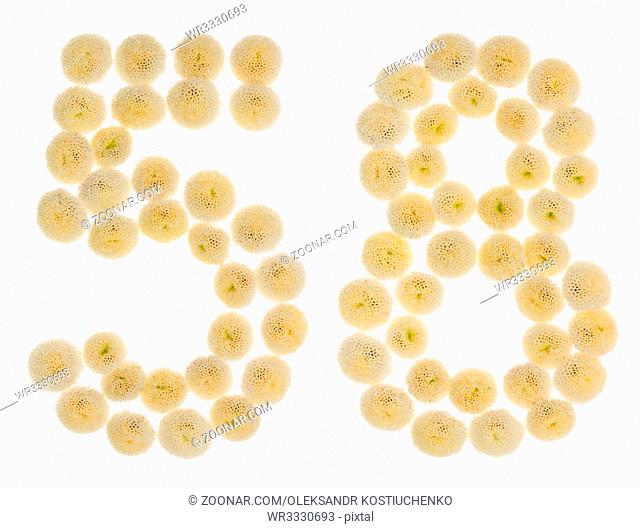 Arabic numeral 58, fifty eight, from cream flowers of chrysanthemum, isolated on white background