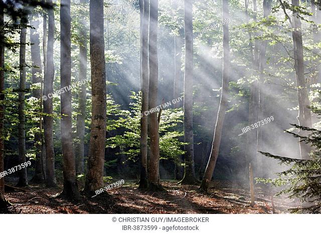 Sun rays penetrating the morning mist in Boisgrand Forest, Livradois-Forez Regional Nature Park, Puy de Dome, Auvergne, France