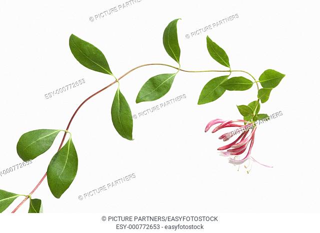 Flowering pink Honeysuckle isolated on white background