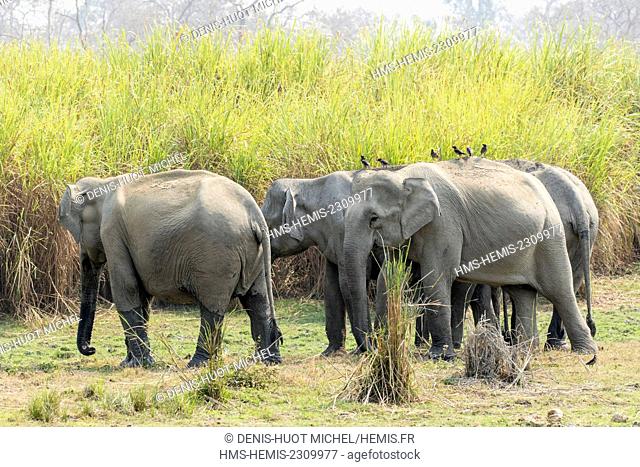 India, Assam, Kaziranga national park, listed as World Heritage by UNESCO, asian elephant (Elephas maximus), group