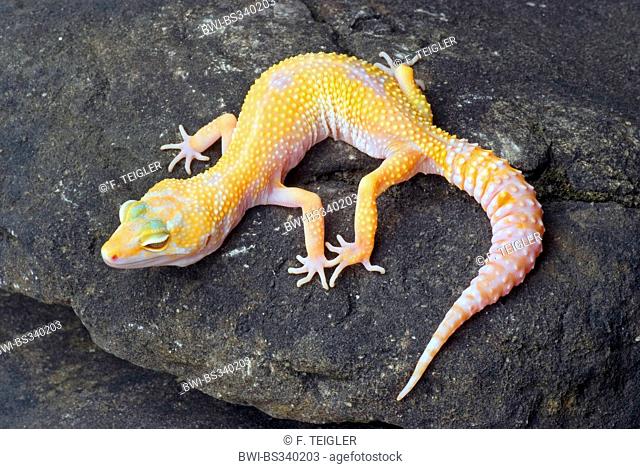 Leopard gecko (Eublepharis macularius), breed Sunglow on a stone