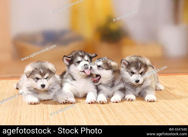 Alaskan Malamutes, puppies, 6 weeks