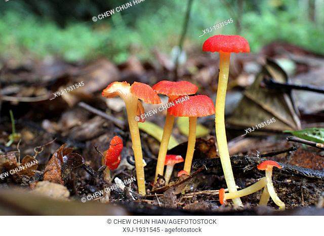 Fungus Mushroom in nature, Hygrocybe sp., asia