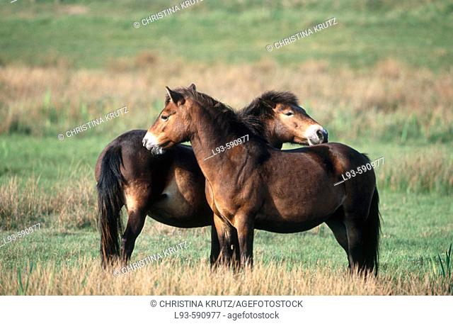 Exmoor ponies (Equus caballus)
